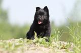 SCHIPPERKE 297